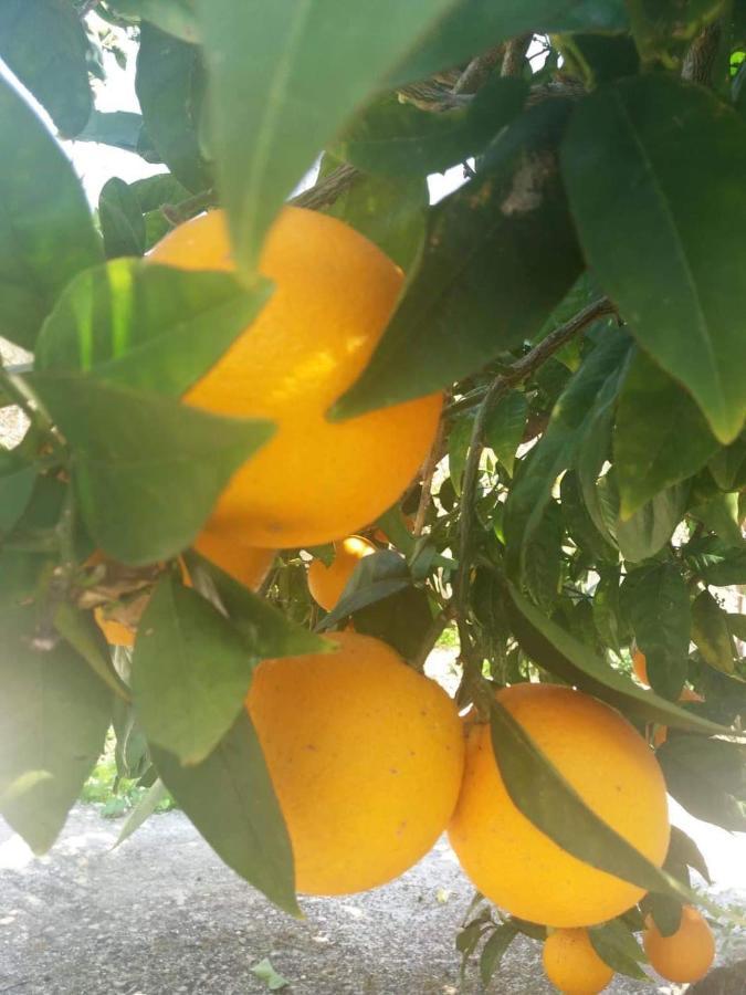 Lemon Tree Cottage Финикунда Экстерьер фото